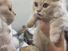 -北京观赏动物医院·24小时大型综合·猫专科·异宠专科