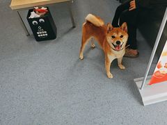 -顺强宠物诊所·狂犬免疫·夜诊·骨科(嘉定店)