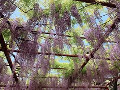 -嘉定紫藤园