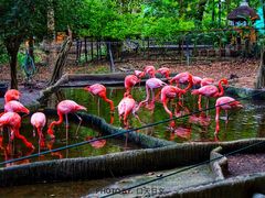 -清迈夜间动物园