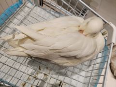 -怪兽屋·羊驼·猫咖·狗咖(俊华广场店)