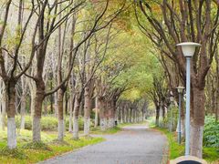 -顾村公园