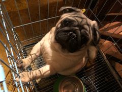 -炭虎烤肉(桂林路店)