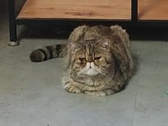 -宠福鑫动物医院(城北分院)