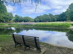 -上海共青森林公园