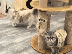 -楼上猫咖(罗湖店)