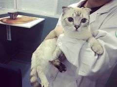 -瑞派长江宠物医院·猫科·外科·24小时夜护(谊城公寓分院)