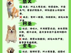 -翊宠yipet猫狗购宠庄园