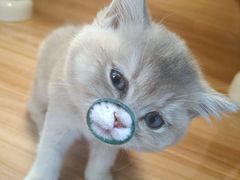 -猫十亿·布偶金渐层·曼基康矮脚猫舍(青年路店)