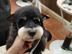 -鑫艺宠物美容培训学校