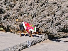 -元大都城垣遗址公园