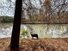 -上海海湾国家森林公园