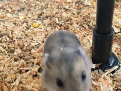 -怪兽屋·羊驼·猫咖·狗咖(俊华广场店)