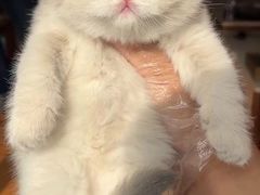 -欣宠猫屋·矮脚拿破仑·蓝金金渐层