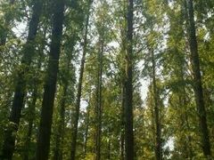 android_upload_pic-日照灯塔风景区