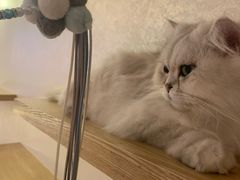 -猫腻·猫咖·撸猫馆(星光大道店)