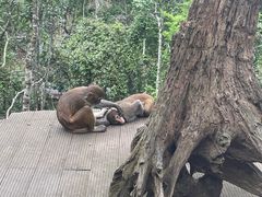 -普洱太阳河森林公园