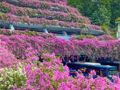 -深圳仙湖植物园