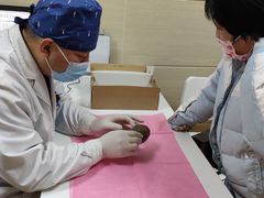 -北京观赏动物医院·24小时大型综合·猫专科·异宠专科