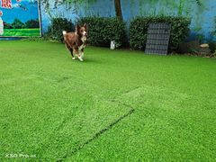 -宠物寄养训练学校