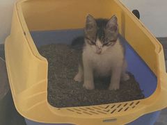 -关爱宠物医院·猫科中心·消化科(滨湖万达分院)