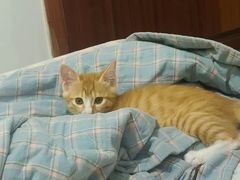 -瑞派伍一宠物医院·眼科·骨科·猫科转诊中心(马王堆院)