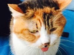 Anne猫窝咖啡屋-Anne猫窝咖啡屋