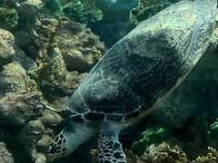 -上海海洋水族馆