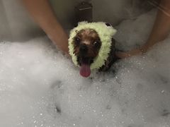 -Oh My Dog宠物沙龙(伊珊娜皮毛护理店)