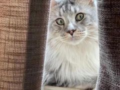 -欣宠猫屋·矮脚拿破仑·蓝金金渐层