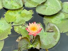 -芒洲湿地公园