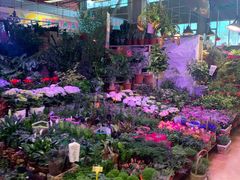 -大自然花鸟鱼虫市场