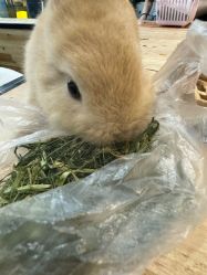 -神奇动物撸宠馆·羊驼·小浣熊·异宠(豫园店)