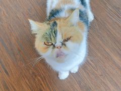 -猫岛主趣味餐厅(鼓浪屿店)