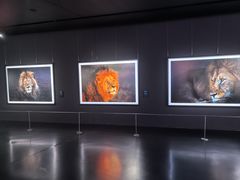 -罗红摄影艺术馆