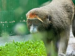 -深圳野生动物园