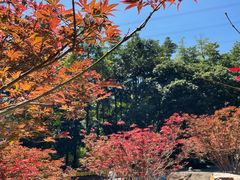 -广州市帽峰山景区