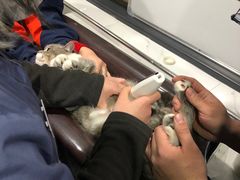 -伟伟宠物医院·CT影像中心·瑞派犬猫综合性门诊(汉口总院)