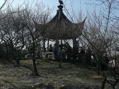 -香雪海
