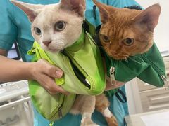 -荔康动物医院(康王北路店)