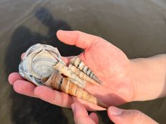 -台山黑沙湾海浴场