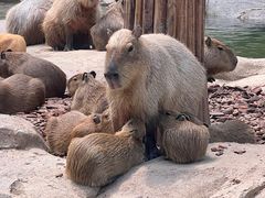 -北京野生动物园