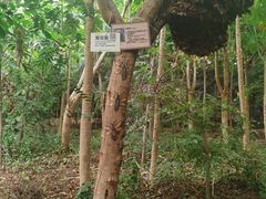 -呀路古热带植物园