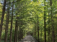 -日照海滨国家森林公园