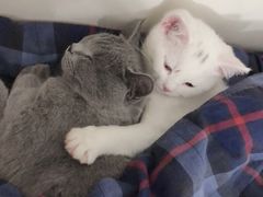 -猫宠乐园·专业洗护