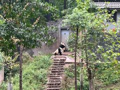 -中国大熊猫保护研究中心雅安碧峰峡基地