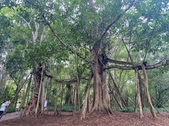 -中国科学院西双版纳热带植物园