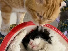 -平行世界·猫咖(首经贸店)