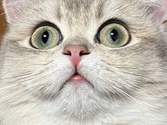-欣宠猫屋·矮脚拿破仑·蓝金金渐层