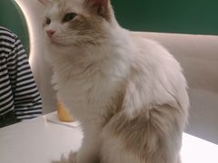 -飞行喵MR PILOT|猫舍·猫咖(静安大融城店)